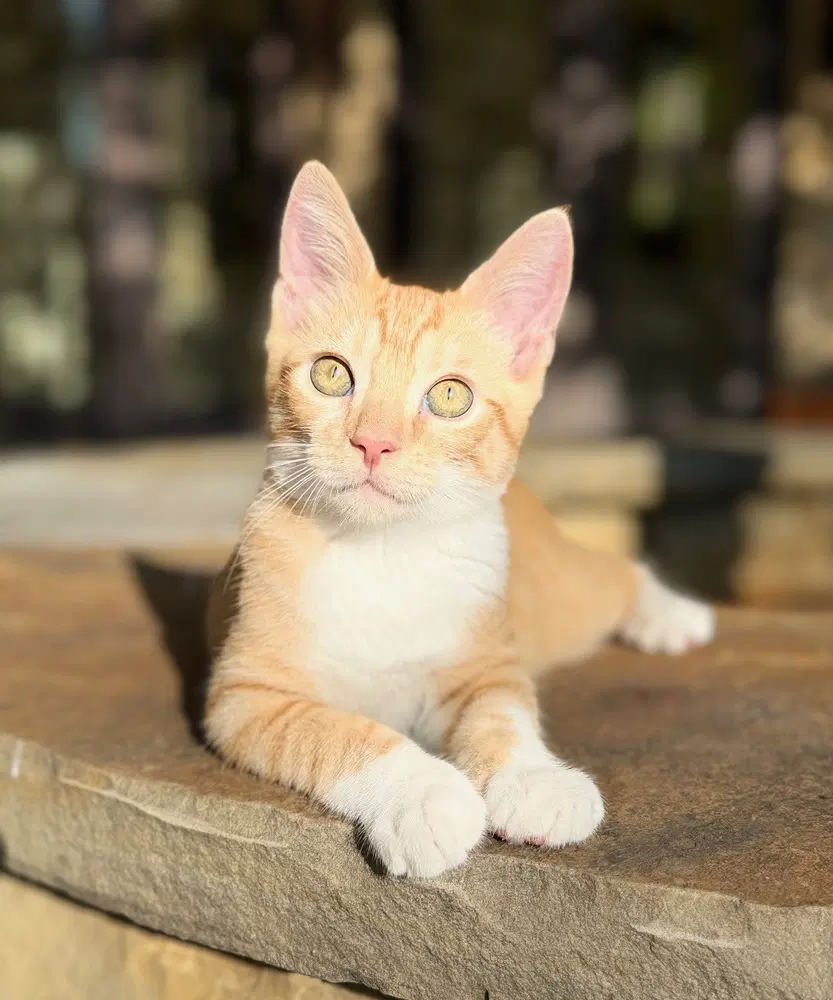 Neville image 3