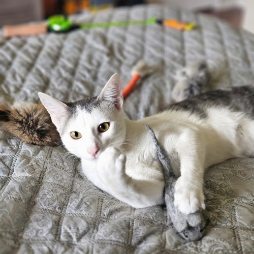 Guacamole, a cat for adoption from A Voice for All Paws, Inc.