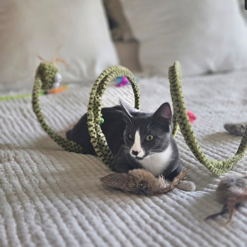 Beans, a cat for adoption from A Voice for All Paws, Inc.