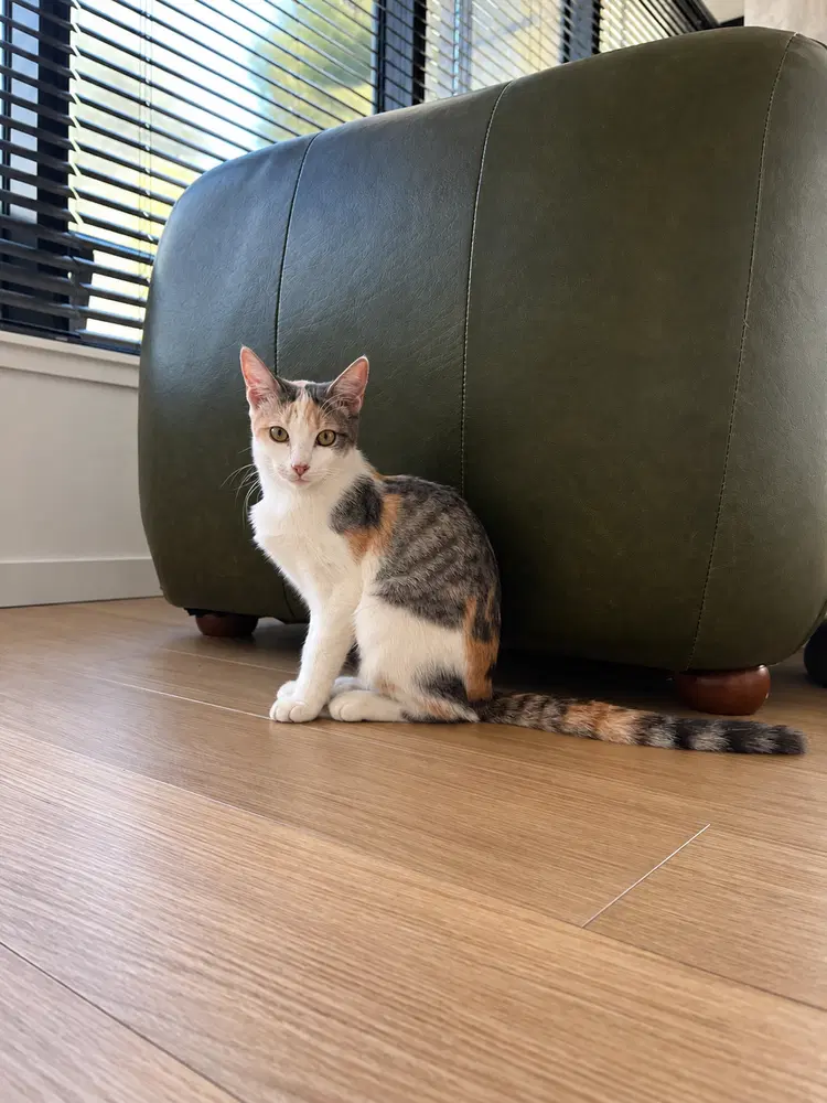 Cleo C - Calico