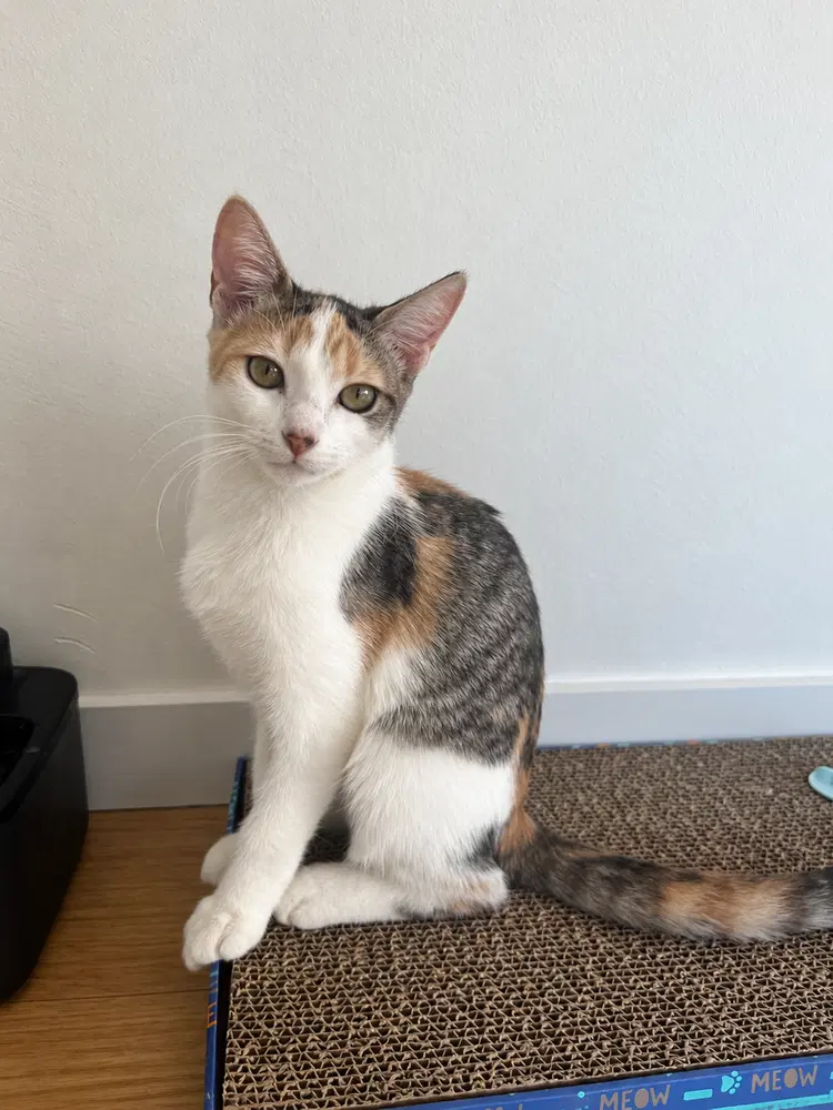 Cleo C image 2