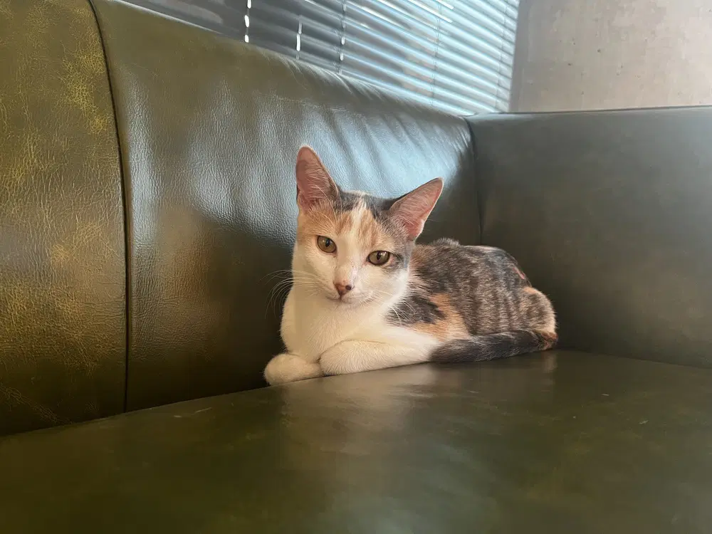 Cleo C image 3