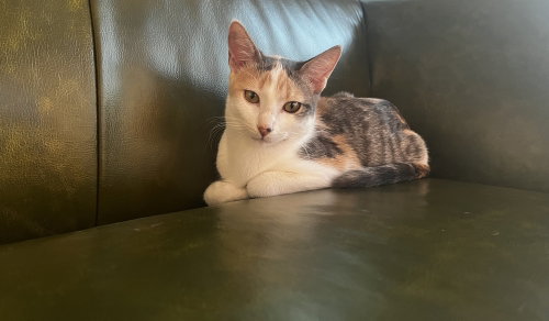 Cleo C., a cat for adoption from A Voice for All Paws, Inc.