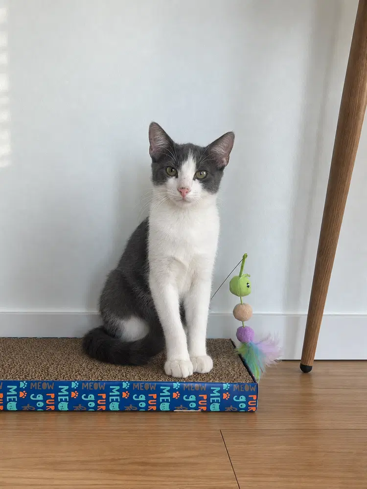 Theo C - Domestic Short Hair