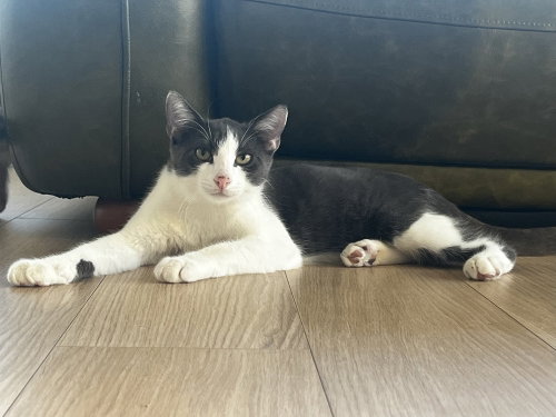 Theo C., a cat for adoption from A Voice for All Paws, Inc.