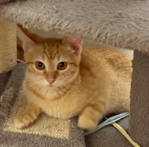 Archie Dean, a cat for adoption from A Voice for All Paws, Inc.