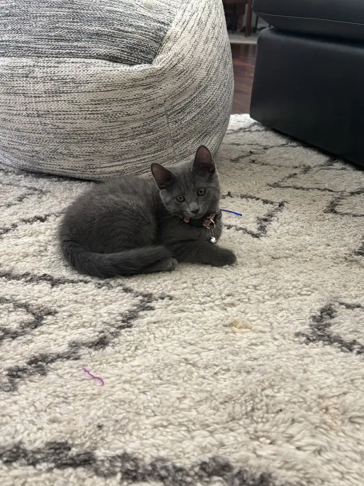 Maybel - Domestic Short Hair