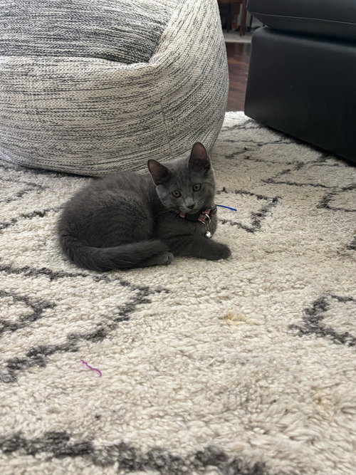 Maybel, a cat for adoption from A Voice for All Paws, Inc.