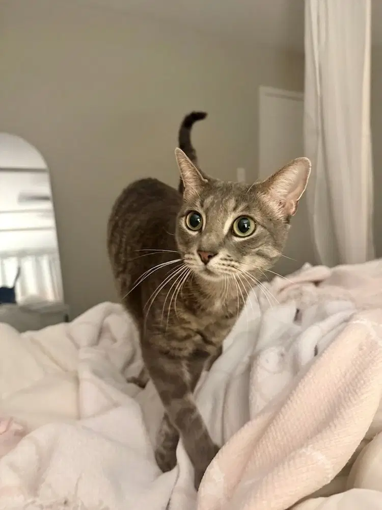 Squid - Domestic Short Hair