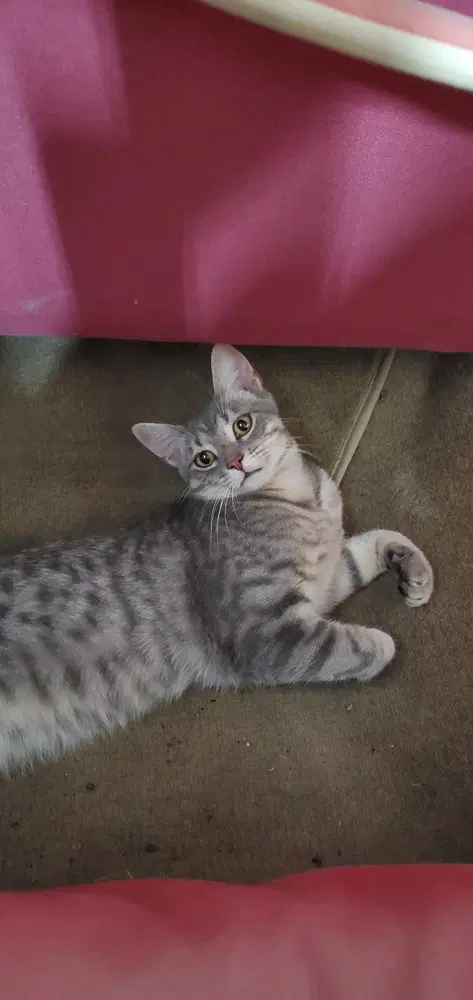 King Julian - Domestic Short Hair