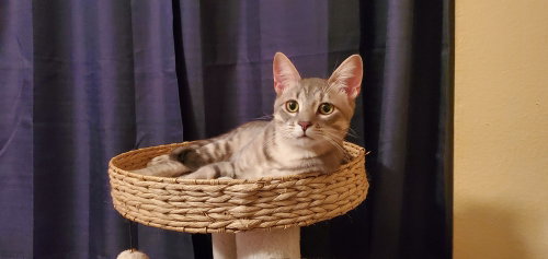 King Julian, a cat for adoption from A Voice for All Paws, Inc.