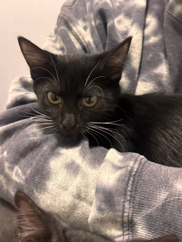 Miley Kay - Domestic Short Hair