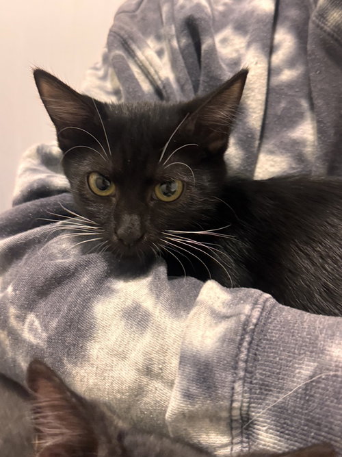Miley Kay, a cat for adoption from A Voice for All Paws, Inc.