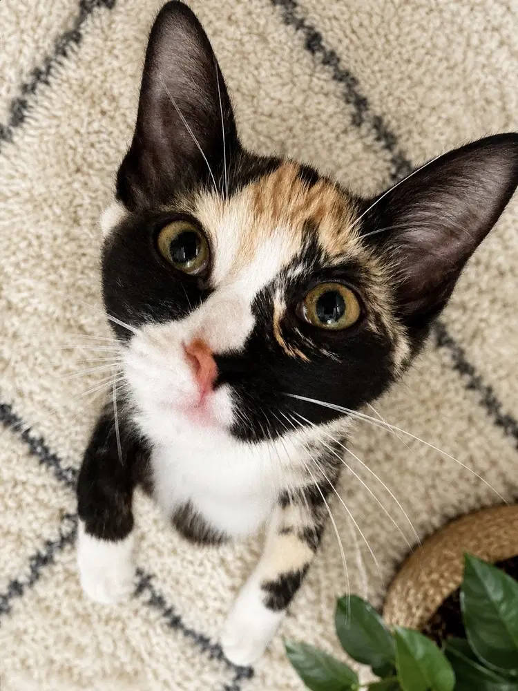 Hattie Jean - Calico