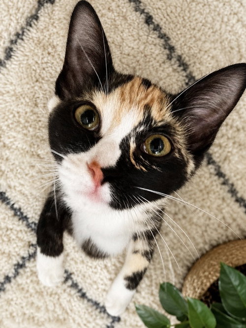 Hattie Jean, a cat for adoption from A Voice for All Paws, Inc.