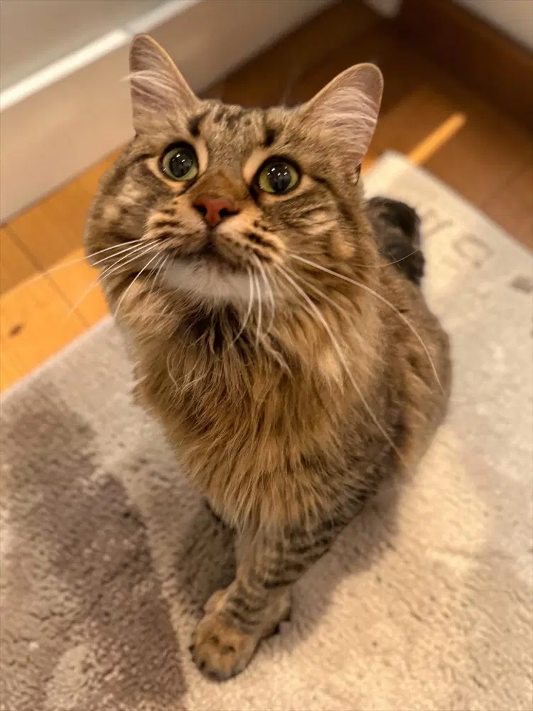 Miss Kensington - Domestic Long Hair