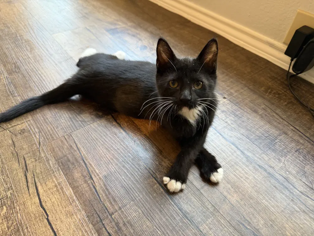 Pax Au Telemanus - Domestic Short Hair