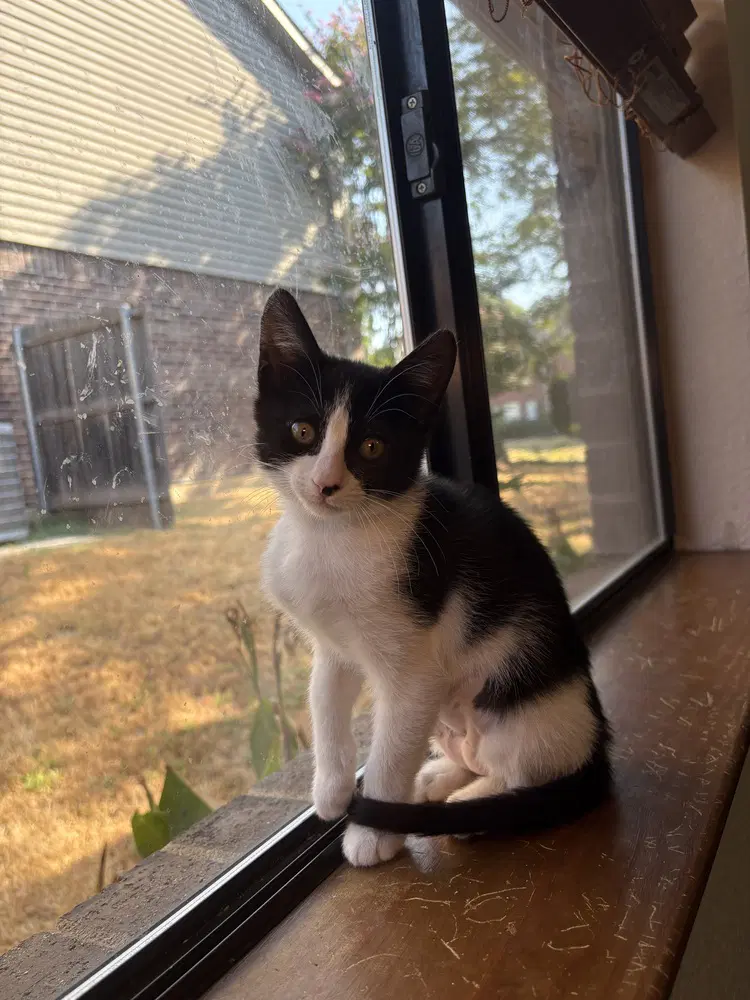 Frida Kahlo - Domestic Short Hair