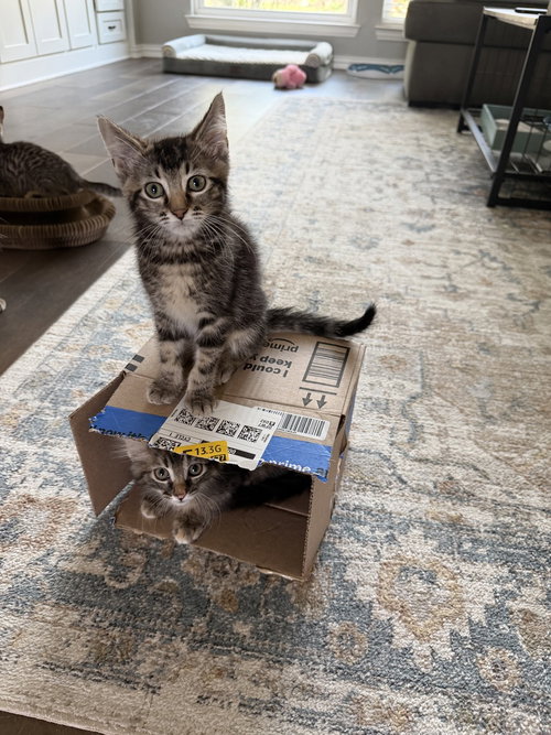 Marseille, a cat for adoption from A Voice for All Paws, Inc.