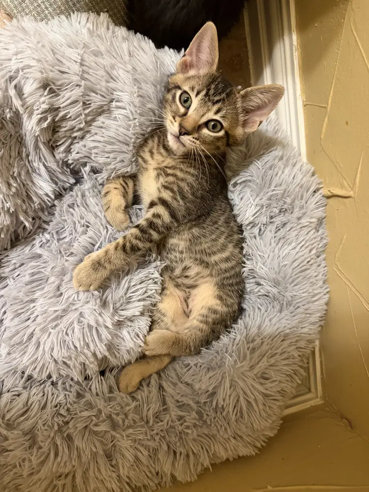 Wrexham - Domestic Short Hair