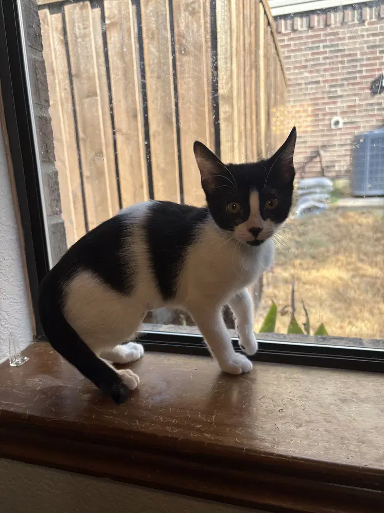 Matilde Kahlo - Domestic Short Hair