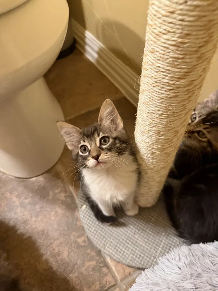 Paris - Domestic Medium Hair
