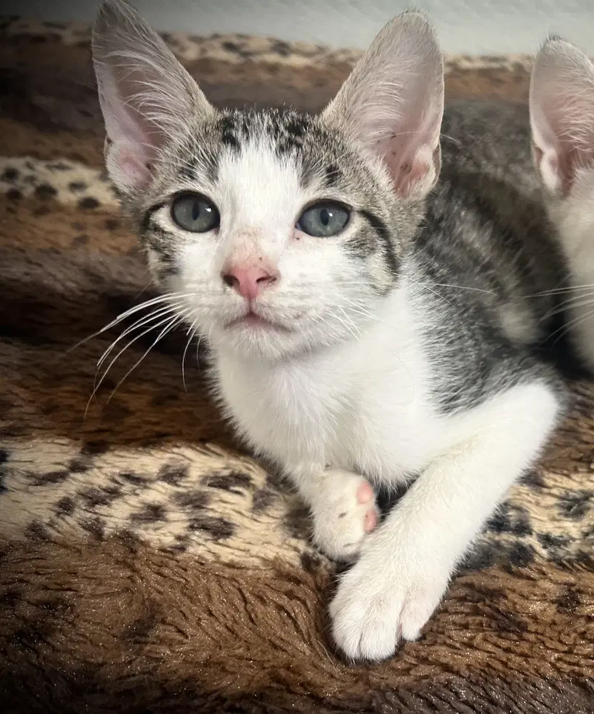 Lug Nut - Domestic Short Hair