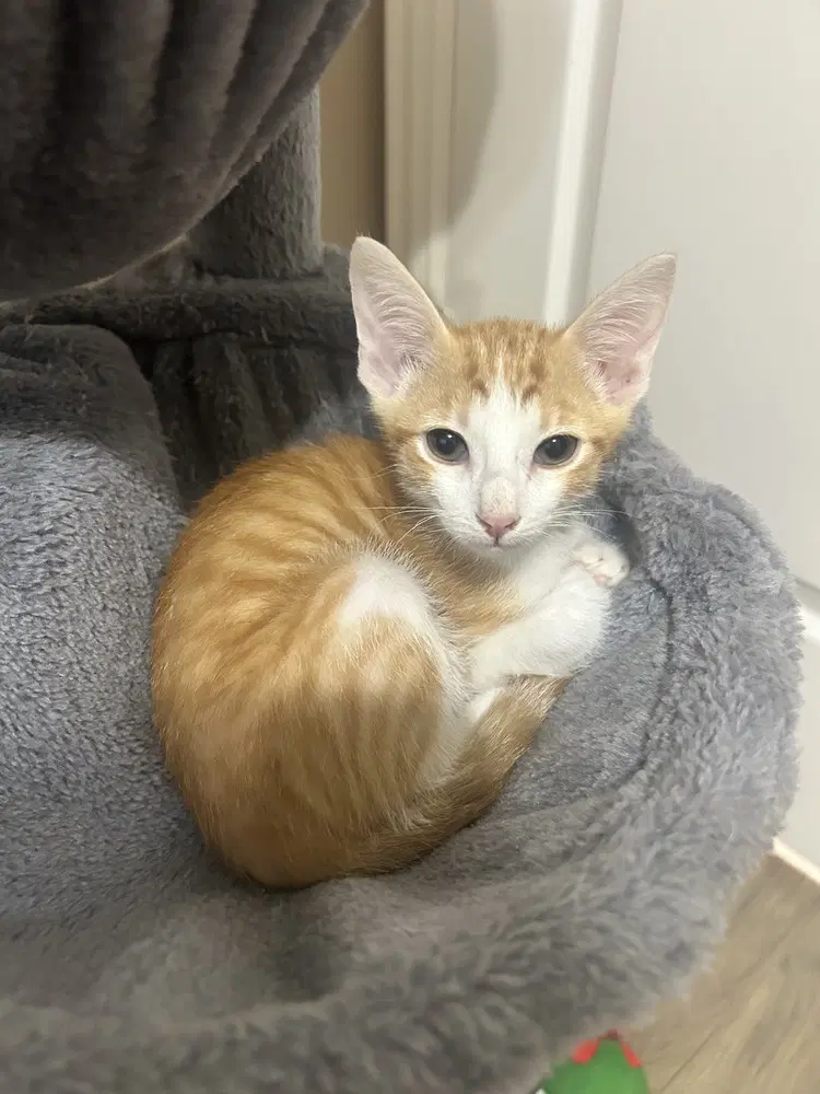 Mortar Hawk - Domestic Short Hair