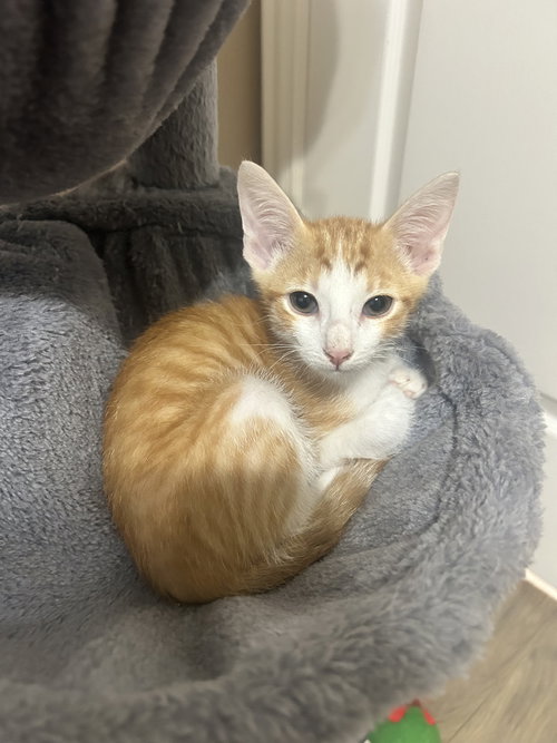 Mortar Hawk, a cat for adoption from A Voice for All Paws, Inc.