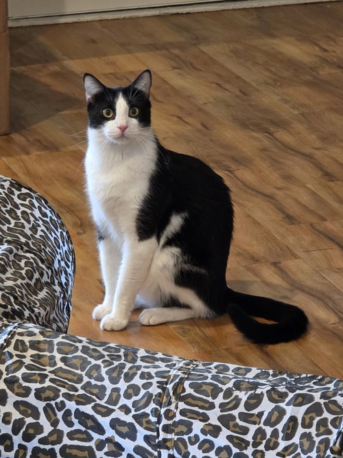 Albert W, a cat for adoption from A Voice for All Paws, Inc.