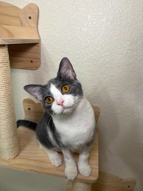 Countess Custard, a cat for adoption from A Voice for All Paws, Inc.