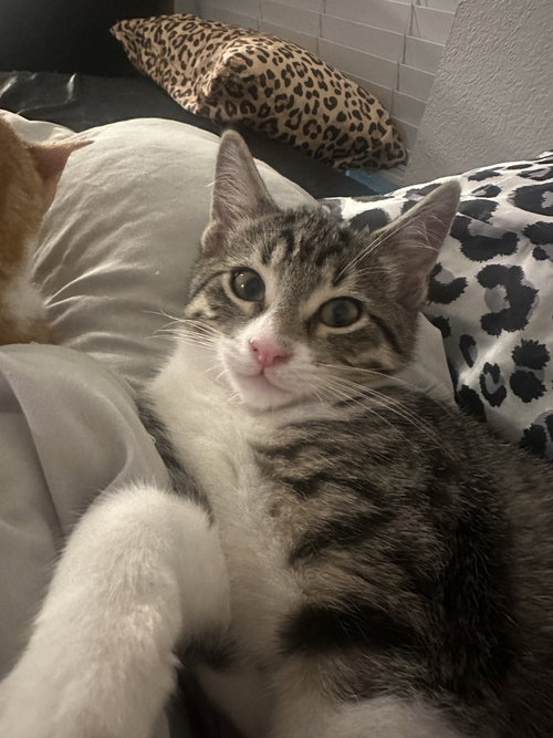 Hei Hei, a cat for adoption from A Voice for All Paws, Inc.