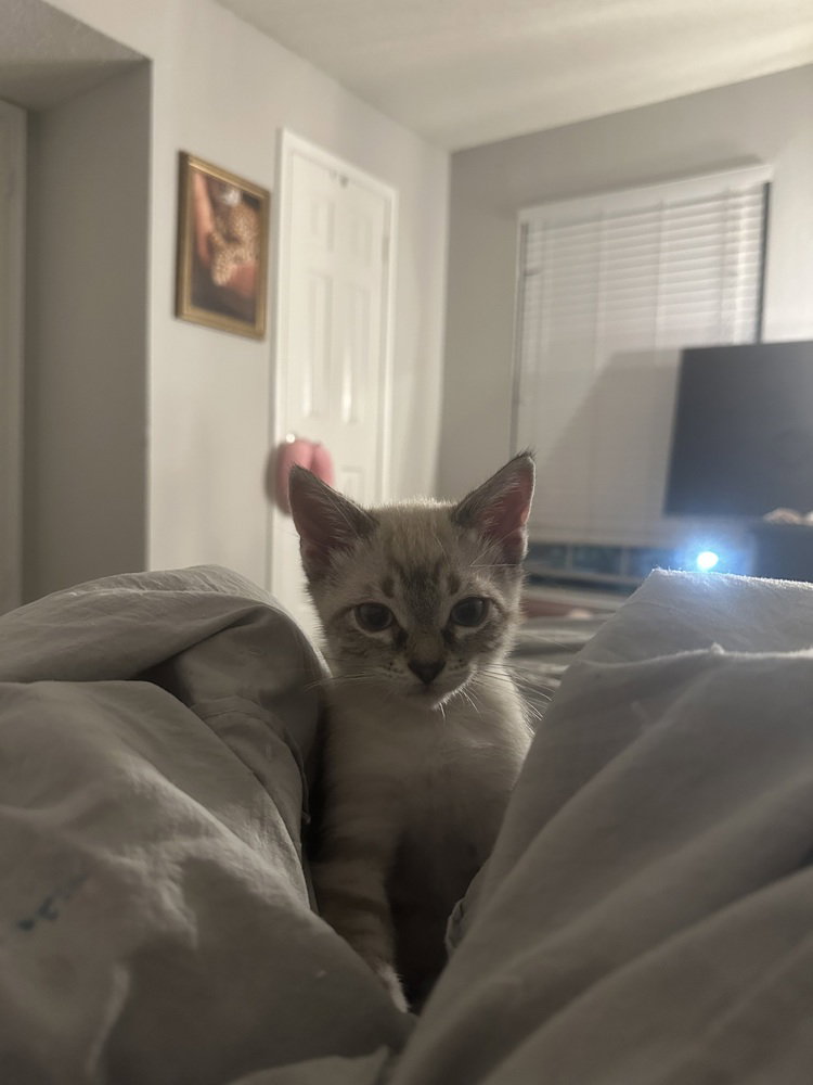 Maui, Domestic Short Hair
