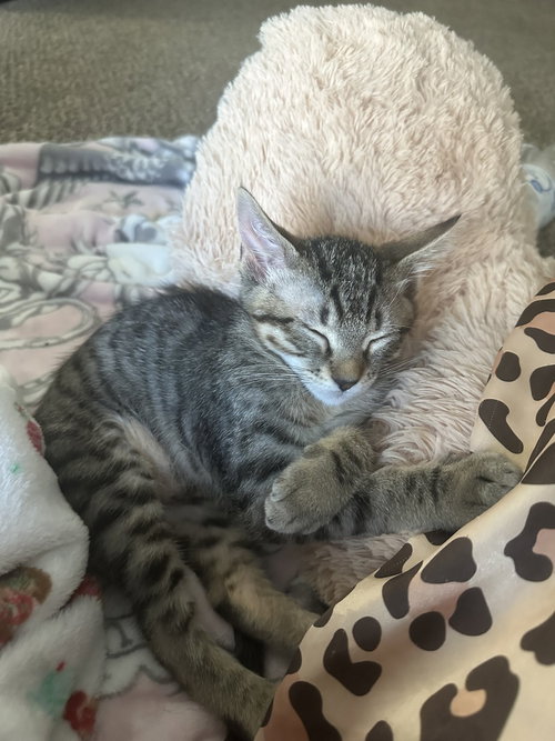Pua, a cat for adoption from A Voice for All Paws, Inc.