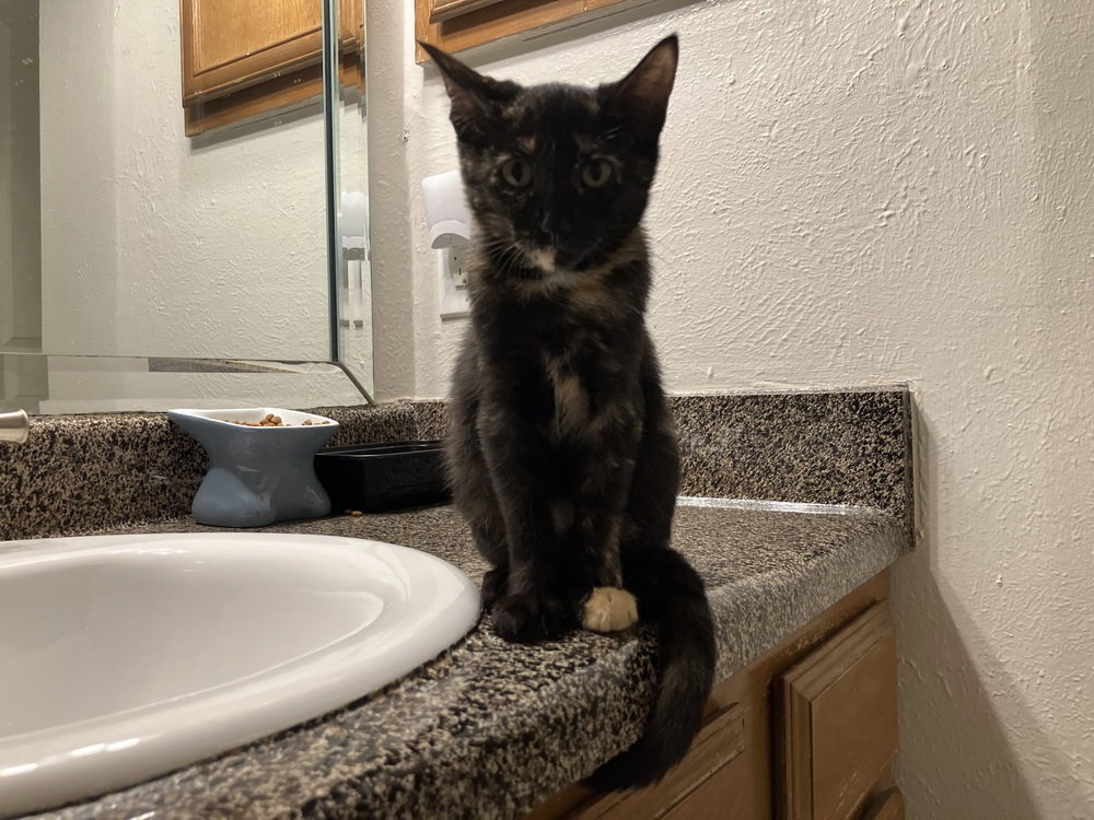 Rowdy Penny, Domestic Short Hair