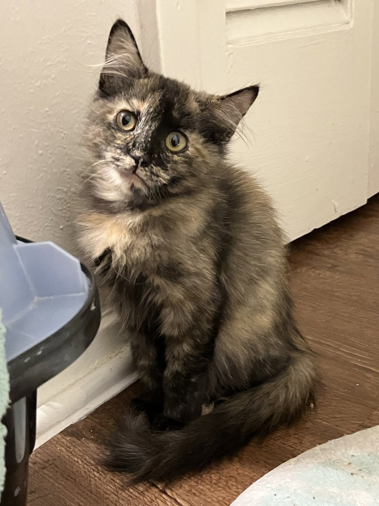 Archie, Domestic Medium Hair
