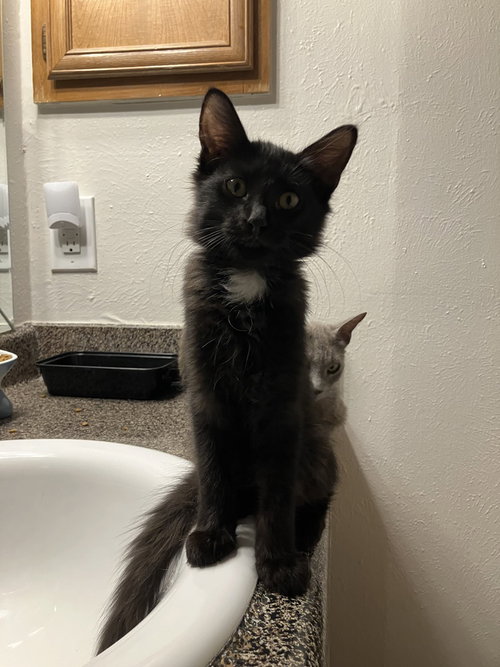 Oscar Martinez, a cat for adoption from A Voice for All Paws, Inc.