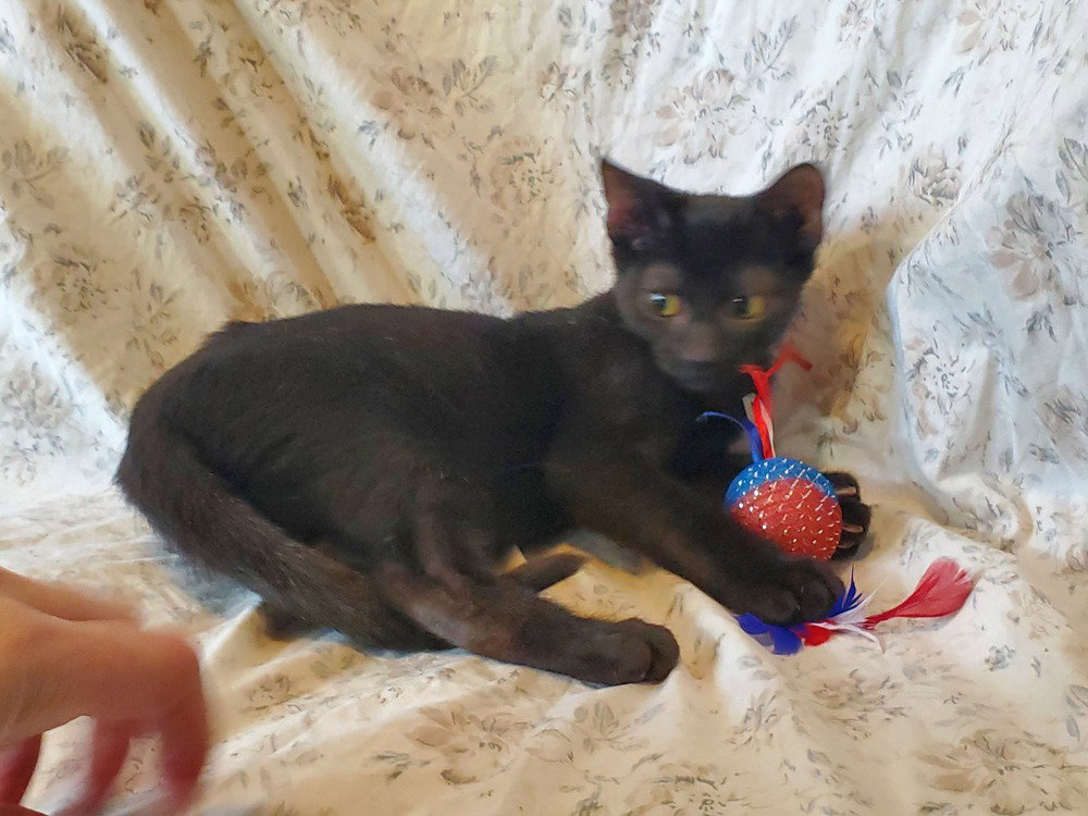 Baked Beans, Domestic Short Hair