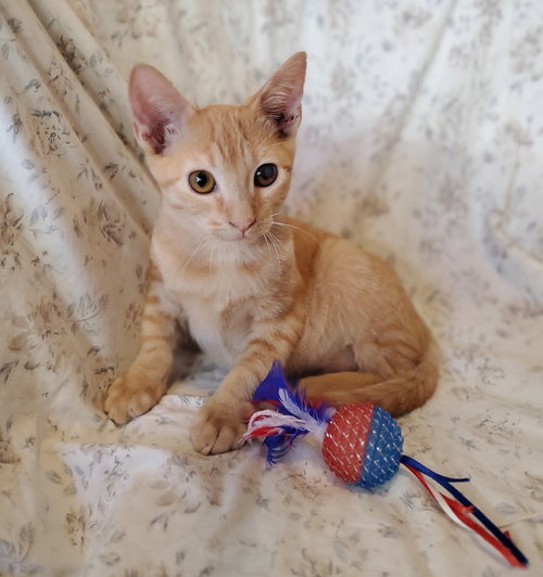 Potato Salad, a cat for adoption from A Voice for All Paws, Inc.