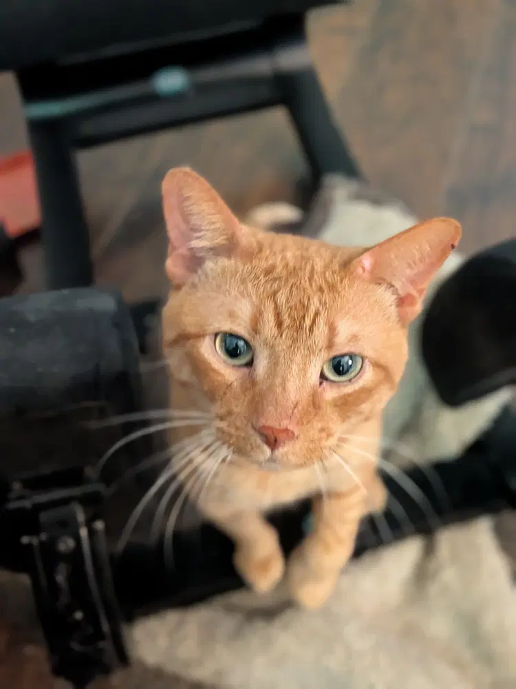Duke - Domestic Short Hair
