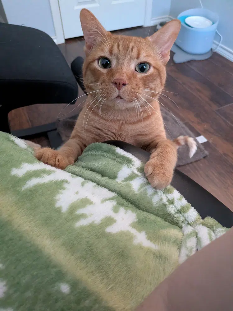 Duke - Domestic Short Hair