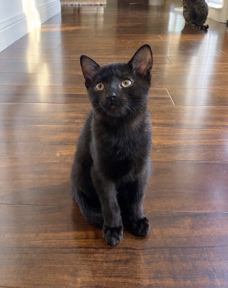Badger, Domestic Short Hair