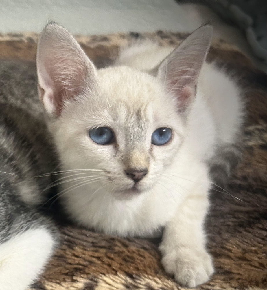 Spud Wrench, Siamese
