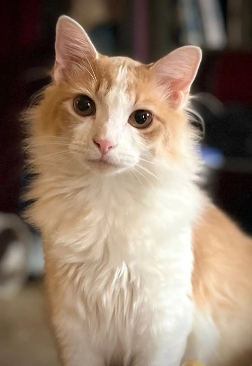 Marty McFly (LG), a cat for adoption from A Voice for All Paws, Inc.