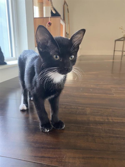 Opossum, a cat for adoption from A Voice for All Paws, Inc.