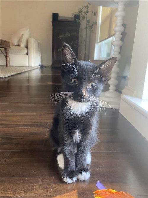 Opie, a cat for adoption from A Voice for All Paws, Inc.