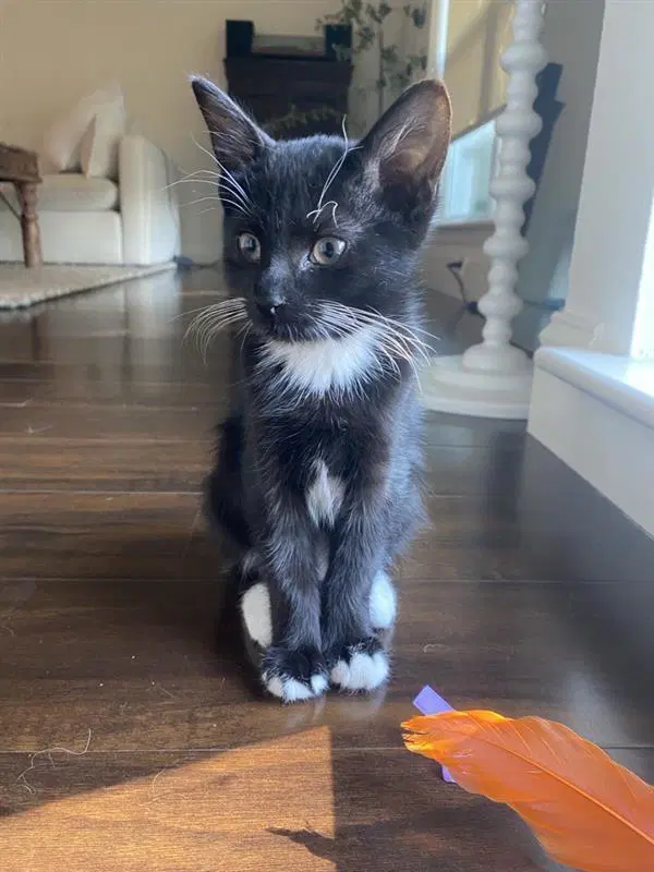 Opie - Domestic Short Hair