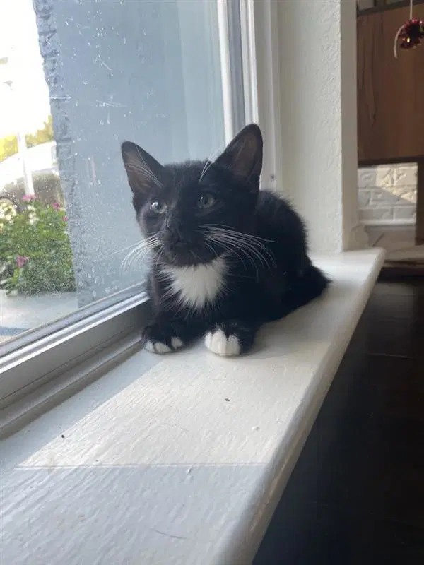 Opie image 2