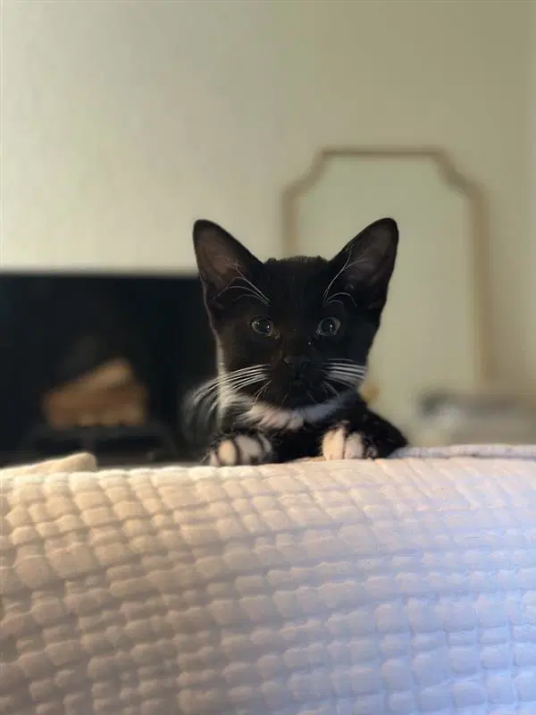 Opie image 3