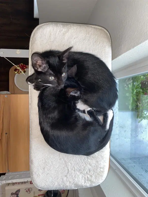 Opie image 4